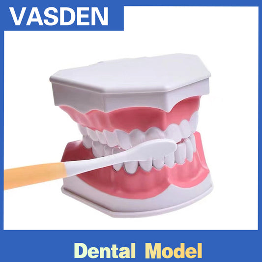 Учебная модель стоматологической модели зуба, модели зубов и зубов