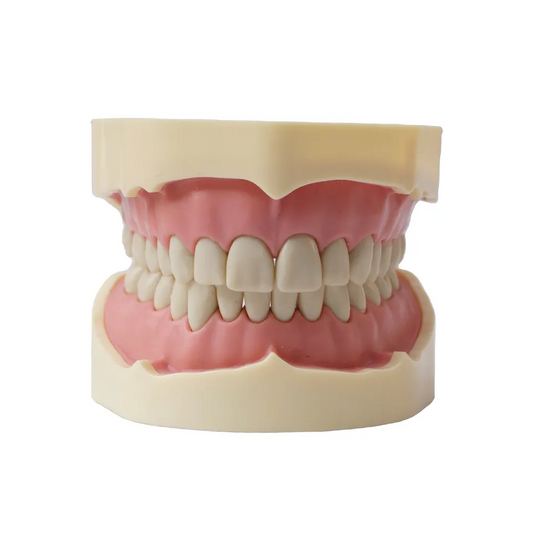 A5-01 BF Type Study Model teeth and dental models