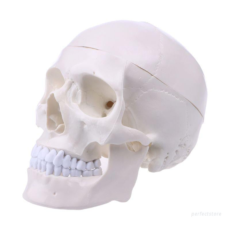 Dental Teaching Model Skull Mold 1:1 Head mold Detachable Teacher Explanation
