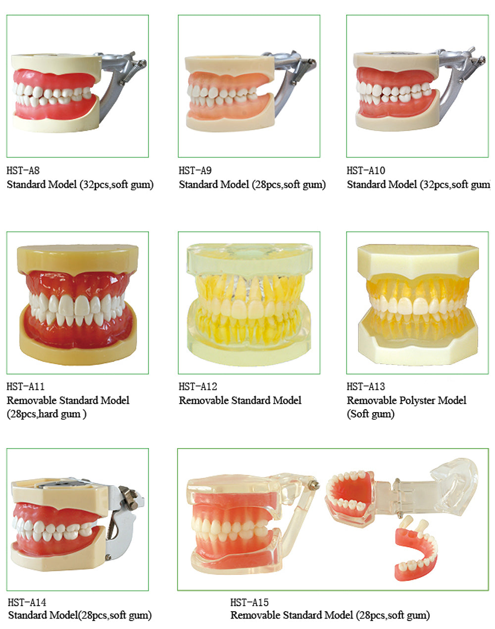 Dental Teaching Model A10-A15 Standard Model 28pcs Soft Gum