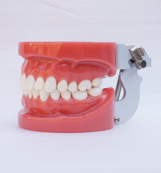 A1 28PCS Зубная твердая резинка Стандартная стоматологическая учебная модель Модели стоматологического образования