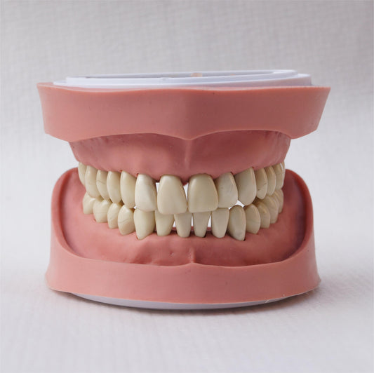 Учебная модель A4 Standard K, 28 шт., мягкие зубы типодонта без винтов для стоматологического университета