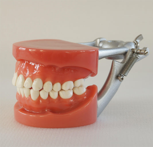 Стандартная модель A6, 28 шт., твердые десневые зубы и стоматологические модели