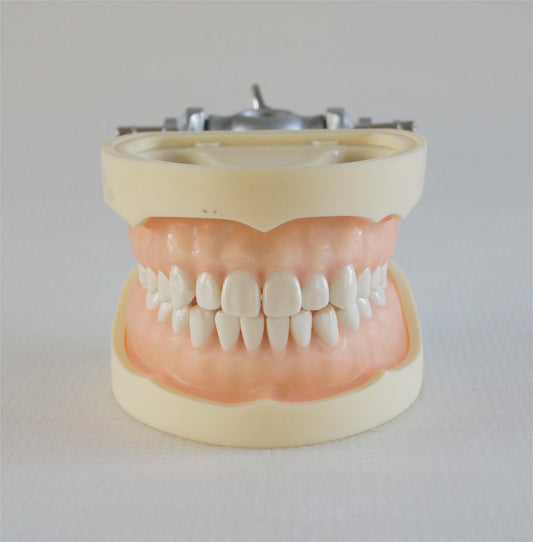 A9 Standard Model  28pcs Soft Gum Dental standard dental model