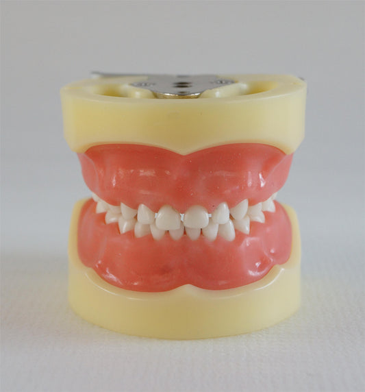 Детская модель A3, 24 шт., мягкая стоматологическая модель, обучающая модель зубов типодонта для стоматологического университета