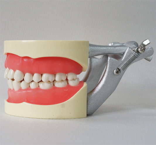 Стандартная модель A8, 32 шт., мягкая резинка, стандартная стоматологическая модель