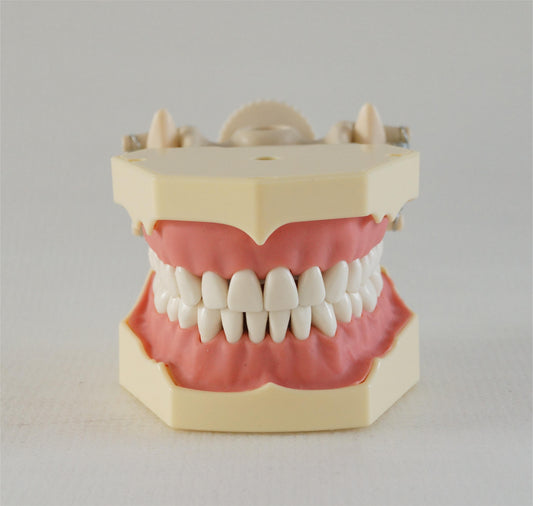 Учебная модель стоматологического кабинета A7 Тип SF Учебная модель Стоматологическая стандартная стоматологическая модель